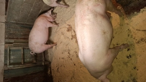 Porc în jur de 80kg de vânzare (Petrain cu Marele Alb) - imagine 2