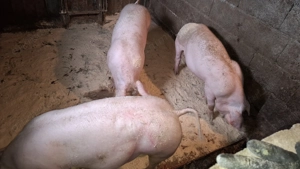 Porc în jur de 80kg de vânzare (Petrain cu Marele Alb) - imagine 3