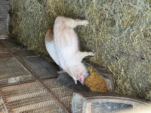 Vand 2 scrofite rasa duroc  - imagine 2