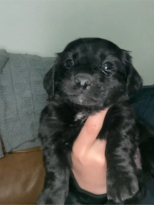 caine tekel jucauș - imagine 2