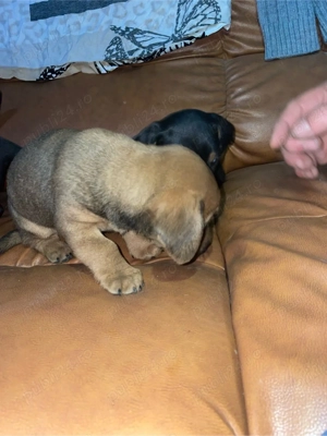 caine tekel jucauș - imagine 3