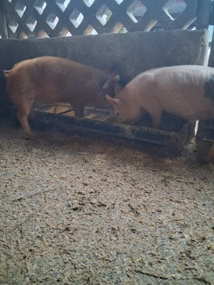 de vânzare 1 mascul și 1 scrofiță rasă marele alb și duroc  - imagine 2