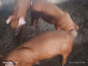 Purcei și grăsuni pentru doritori  - imagine 2