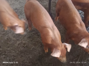 Purcei și grăsuni pentru doritori  - imagine 3