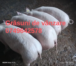 Purcei și grăsuni pentru doritori  - imagine 5