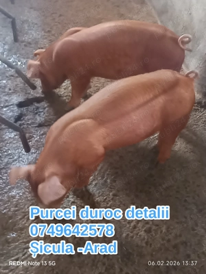 Purcei și grăsuni pentru doritori  - imagine 4