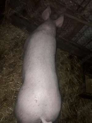 Vand porc marele alb - imagine 3