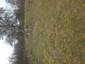 Vând teren intravilan 2000 mp în Maciova, Caraș Severin, ideal pt contrucție  de casă drum asfaltat. - imagine 5