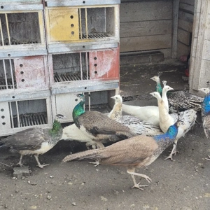 vand pauni - imagine 5