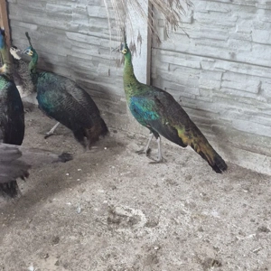 vand pauni - imagine 2