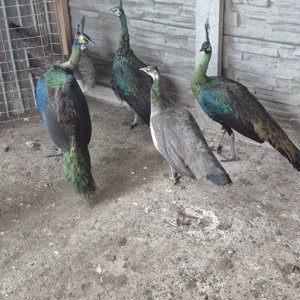 vand pauni - imagine 4