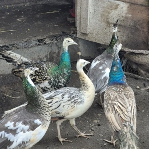 vand pauni - imagine 3