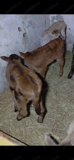 vand vitei de rasa - imagine 3