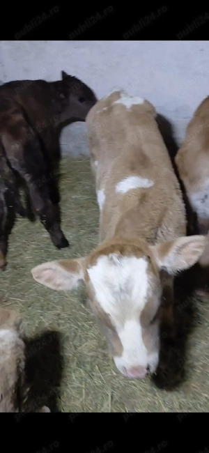 vand vitei de rasa - imagine 2