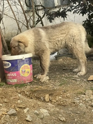 Pui de aproape 5 luni - imagine 4