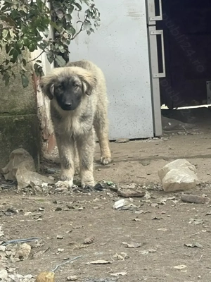 Pui de aproape 5 luni - imagine 3