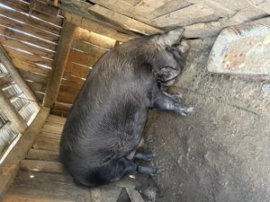 Vând porc de 100, respectiv 200 de kilograme  - imagine 3