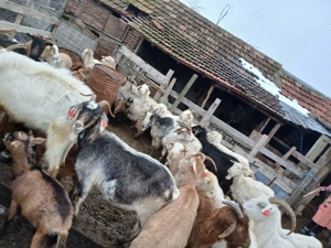 capre de vânzare  - imagine 3