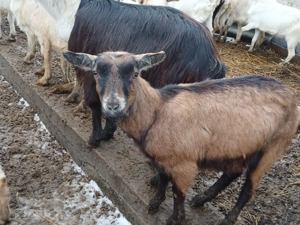 capre de vânzare  - imagine 4