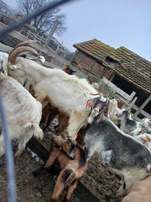 capre de vânzare  - imagine 5