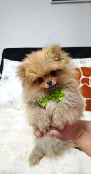 Pomeranian Mini Teddy maro  - imagine 2