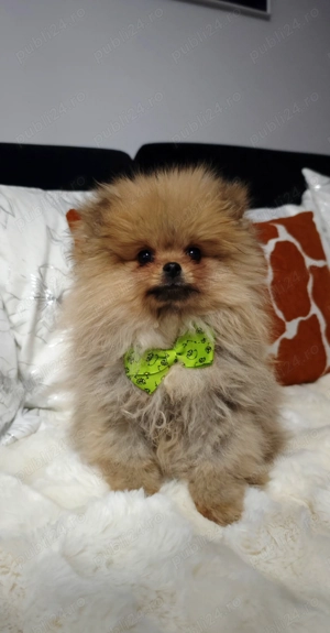 Pomeranian Mini Teddy maro  - imagine 3