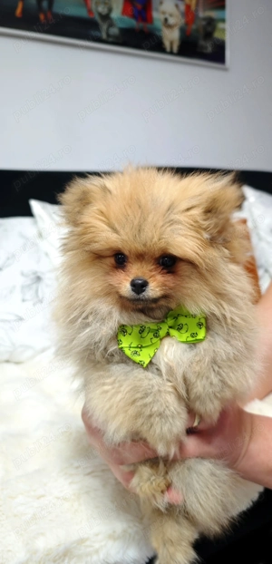 Pomeranian Mini Teddy maro  - imagine 5
