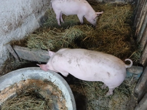 Purcei de vânzare - imagine 5