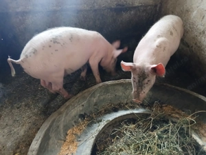 Purcei de vânzare - imagine 4