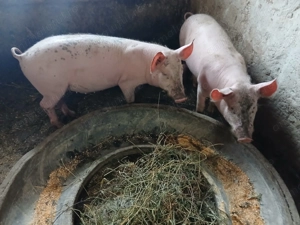 Purcei de vânzare - imagine 2