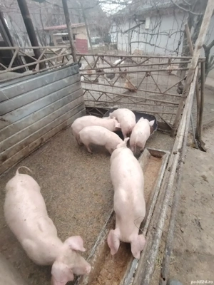 Purcei landrace cu pietrain - imagine 3