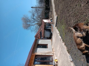 Casa de vanzare - imagine 4