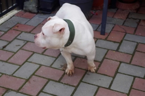 femela american bully - imagine 3