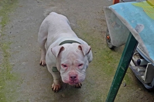 femela american bully