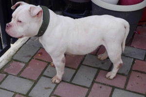femela american bully - imagine 2