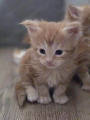 Pisici rasa maine coon - imagine 2