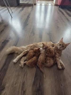 Pisici rasa maine coon - imagine 3