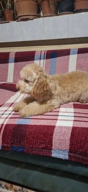 Pudel toy - imagine 2