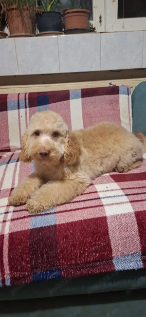 Pudel toy - imagine 3