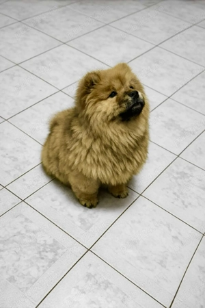 Vand catel Chow Chow  - imagine 4