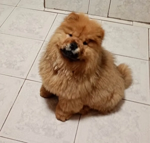 Vand catel Chow Chow  - imagine 3