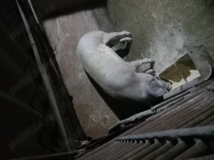 Porci si grăsuni de vânzare  - imagine 4