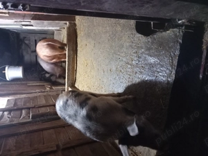 Porci si grăsuni de vânzare  - imagine 2