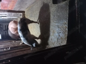 Porci si grăsuni de vânzare 