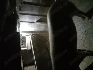 Porci si grăsuni de vânzare  - imagine 3