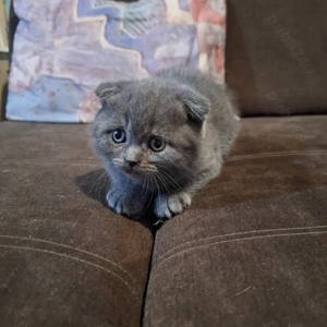 Pui Scottish Fold  - imagine 2