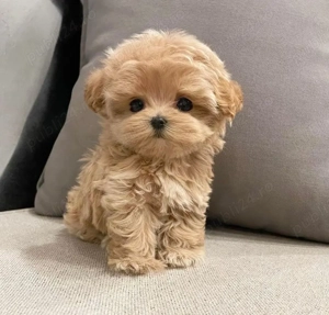Maltipoo Mini Toy Apricot  - imagine 3