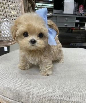 Maltipoo Mini Toy Apricot  - imagine 2