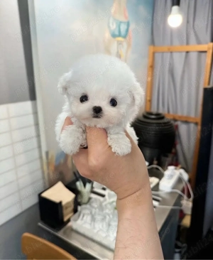 Bichon Maltez Mini Toy  - imagine 4