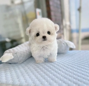 Bichon Maltez Mini Toy  - imagine 3